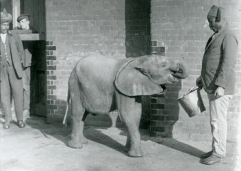 El joven elefante africano Kiberenge siendo alimentado por Darisha mientras Syed Ali observa en el fondo, Zoológico de Londres, septiembre de 1923